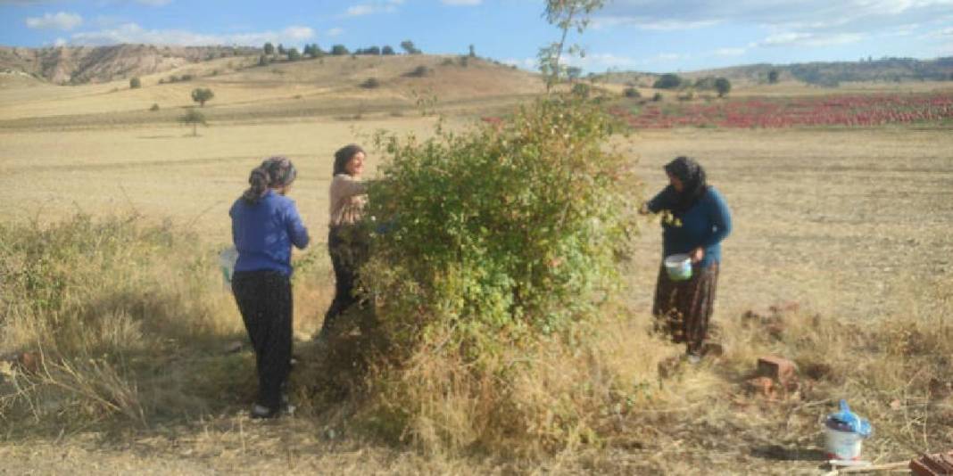 Toplaması emek istiyor, faydaları saymakla bitmiyor! Yozgat’ta zorlu mesai başladı: Mevsiminde hepsi sepetlere doluyor 5